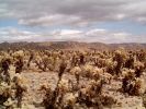 Joshua Tree NP